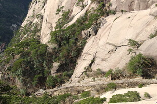 险峻山壁上的葱郁植被