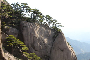 悬崖峭壁上的挺拔松树