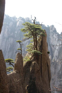 悬崖孤松傲立奇景