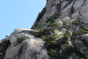 峻峭山峰上的顽强绿植