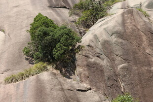 石缝中顽强生长的绿植