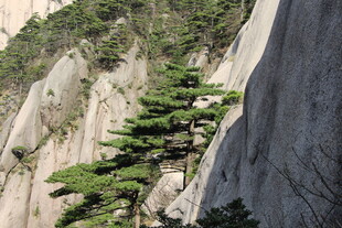 悬崖峭壁上的翠绿松树