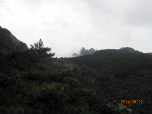 云雾缭绕的山林景色