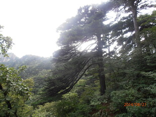 山林间的繁茂树木景观