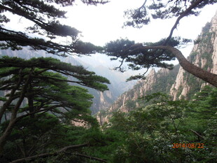 黄山松景 山峦隐于云雾间