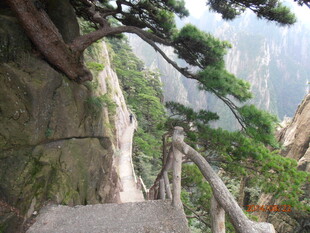 黄山峭壁上的苍松