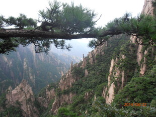 黄山奇峰上的苍松美景