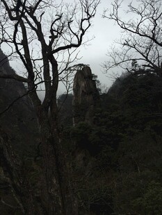 山间枯树与朦胧远景