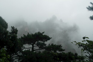 云雾缭绕的山林美景