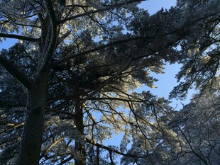 仰视林间松枝蓝天