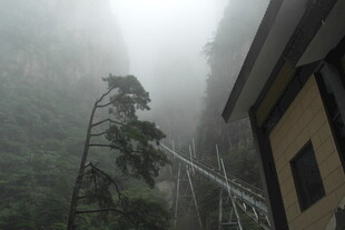 雾中峭壁旁的孤松