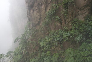 云雾缭绕的峭壁绿植景观