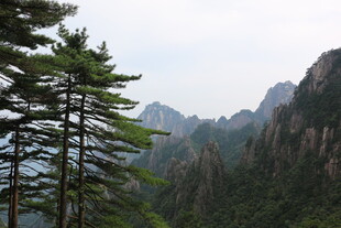 壮丽山景与挺拔松树