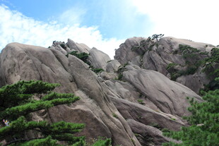 巍峨山峰与葱郁松树景观