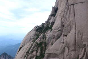陡峭山壁上的顽强绿植