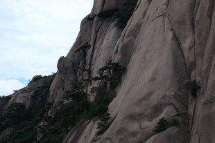 陡峭山壁上的零星绿植