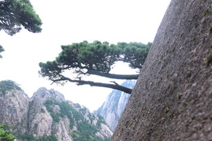 黄山劲松倚峭壁