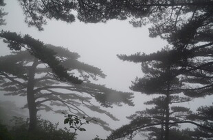 水墨风格的松林景象