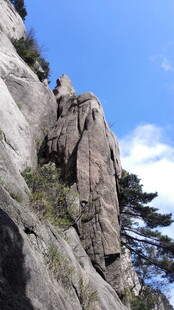 陡峭山壁上的苍松
