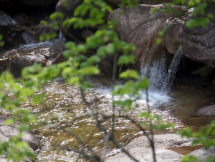 山间溪流旁的翠绿枝叶