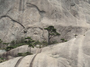 岩石间的顽强小树