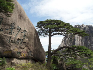 黄山奇峰间的苍松