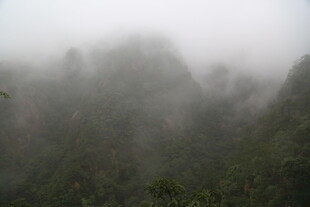 云雾缭绕的山林景观