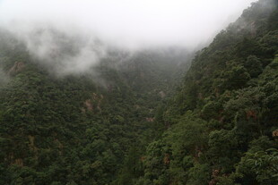 云雾缭绕的葱郁山谷