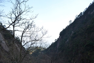 山间枯树与连绵山峰