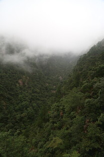 云雾缭绕的翠绿山林