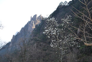 巍峨山峦与稀疏树木景观