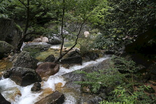 山间溪流潺潺 绿意盎然