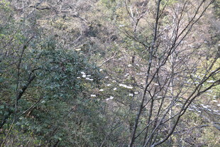 荒野中稀疏树木与地面景象