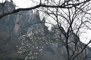 山间绽放的洁白花朵