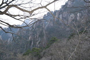 巍峨山峦与枝头景象