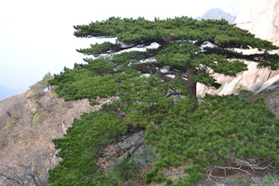 悬崖上的苍松