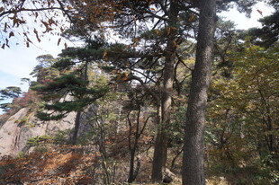 山林间的树木与岩石景观