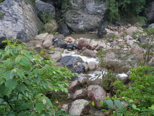 山间溪流旁的绿植与岩石