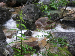 山间溪流潺潺 绿意盎然