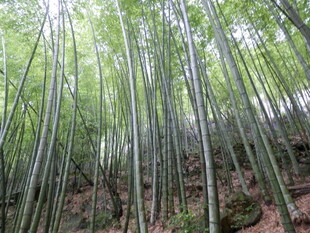 翠绿竹林 自然清幽之景