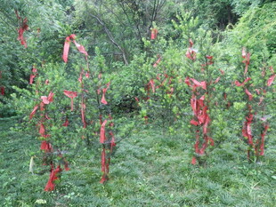 辣椒藤上挂满红辣椒