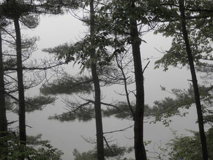 湖畔松林 静谧自然之景