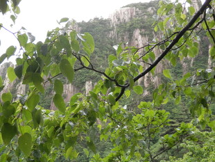 山林间繁茂枝叶与远处山石