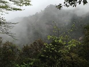 山间云雾缭绕的绿意景致