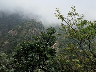 山间云雾缭绕的绿意景致