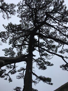 挺拔松树 展现自然之美