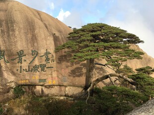 黄山迎客松 屹立巨石旁