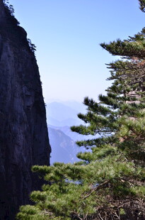 峻峭山峰旁的翠绿松树