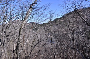 冬日萧瑟山林景象