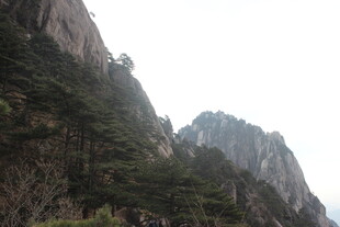 巍峨黄山奇峰与松树景观